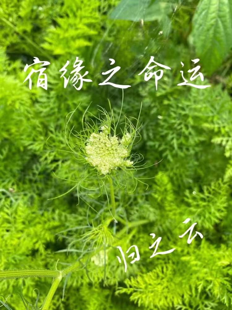 宿缘木门
